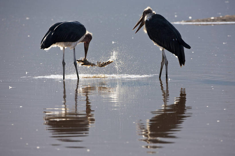 无人,公园,站,横图,室外,白天,侧面,旅游,度假,湖,湖泊,美景,水,鸟,非洲,肯尼亚,咬,阴影,波纹,光线,鸟类,影子,湖面,景观,水流,水面,涟漪,注视,娱乐,倒影,水纹,阳光,自然,波浪,湖水,观察,看,站着,两只,享受,休闲,景色,放松,观看,咬着,察看,鹳,倒映,国家公园,关注,自然风光,首府,水晕,阿非利加洲,肯尼亚共和国,反照,纳库鲁湖国家公园,非洲秃鹳,秃鹳,裂谷省,纳库鲁,站立,彩图,全身