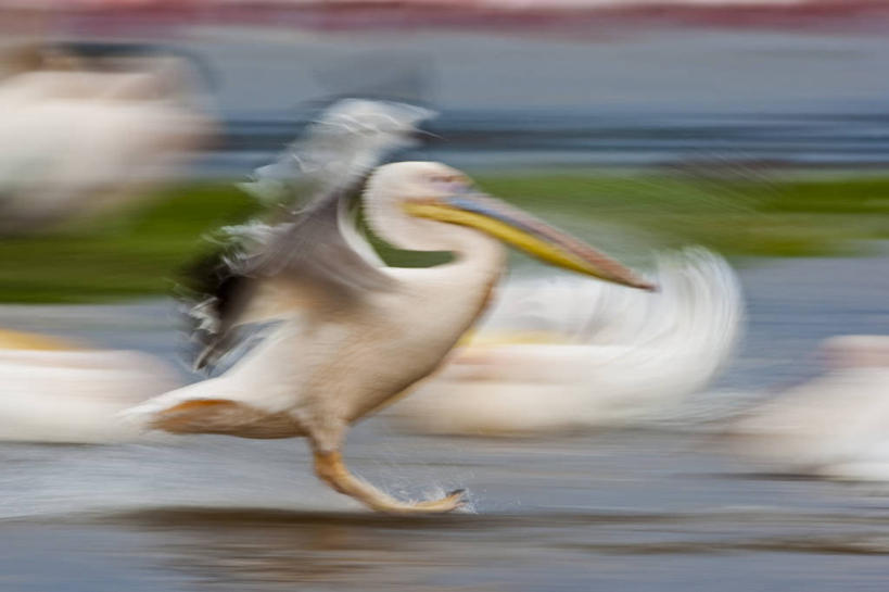 无人,公园,横图,室外,白天,侧面,旅游,度假,草地,草坪,湖,湖泊,美景,水,植物,鸟,非洲,肯尼亚,四只,飞翔,伸展,张开,展翅,阴影,波纹,朦胧,模糊,飞行,光线,翅膀,鸟类,影子,湖面,景观,水流,水面,涟漪,翱翔,娱乐,飞,草,绿色,倒影,水纹,阳光,自然,波浪,湖水,享受,休闲,景色,放松,倒映,国家公园,自然风光,鹈鹕,张开翅膀,塘鹅,首府,水晕,阿非利加洲,白鹈鹕,肯尼亚共和国,反照,纳库鲁湖国家公园,展开翅膀,裂谷省,纳库鲁,半身,彩图