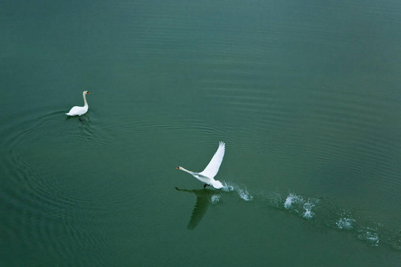游泳,无人,横图,俯视,室外,白天,旅游,度假,河流,美景,水,鸟,野生动物,天鹅,法国,欧洲,飞翔,伸展,张开,展翅,波纹,飞溅,溅,飞行,翅膀,鸟类,液体,河水,景观,水滴,水流,涟漪,翱翔,娱乐,飞,水珠,倒影,水纹,自然,动物,波浪,两只,享受,休闲,景色,放松,可爱,倒映,西欧,喷洒,法兰西,自然风光,张开翅膀,法兰西共和国,水晕,法兰西第五共和国,泅水,反照,展开翅膀,拍浮,上诺曼底,上诺曼底大区,鹄,彩图,高角度拍摄,全身,厄尔省,莱桑代利区,盖隆
