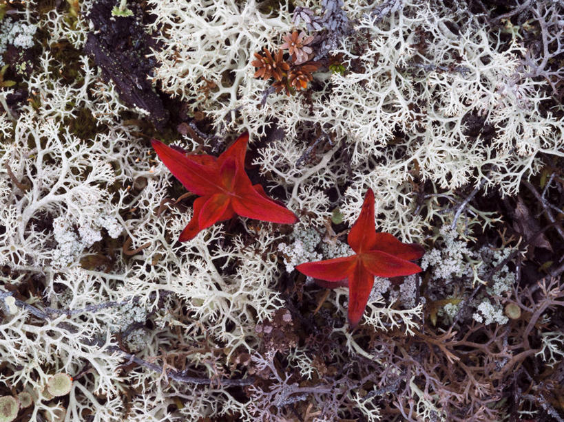 无人,横图,俯视,室外,特写,白天,美景,吊挂,悬挂,阴影,清澈,盛开,光线,影子,景观,青苔,苔藓,挂,花蕾,地衣,霜,花,花瓣,花朵,鲜花,阳光,自然,花苞,花蕊,景色,寒冷,冰冷,自然风光,严寒,冰凉,酷寒,凛冽,凛凛,极冷,清亮,彩图,高角度拍摄,枝状地衣