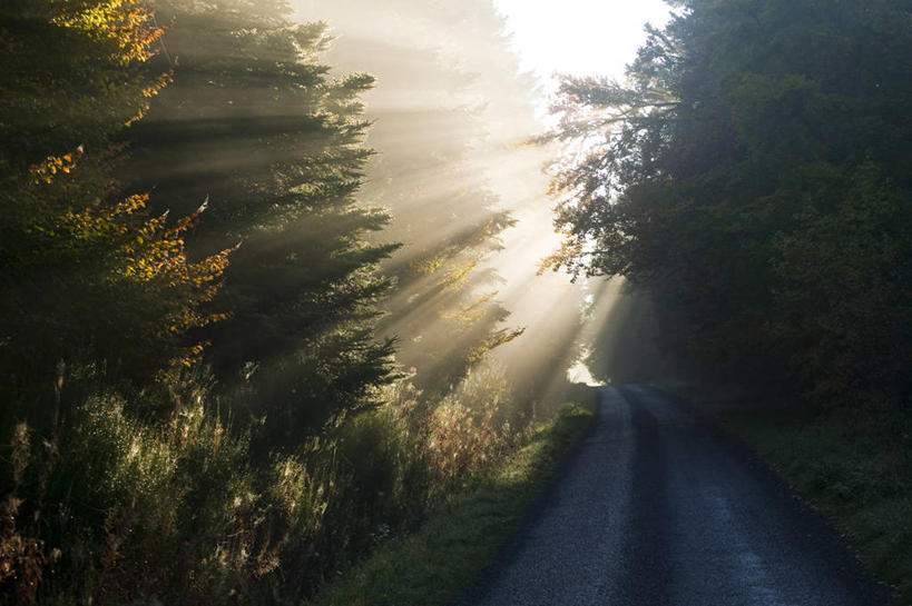 无人,横图,室外,白天,仰视,美景,森林,树林,植物,法国,欧洲,梦幻,发光,光束,景观,光亮,树,树木,绿色,自然,景色,生长,成长,未来,西欧,发亮,法兰西,自然风光,憧憬,法兰西共和国,法兰西第五共和国,奥弗涅,奥弗涅大区,彩图,低角度拍摄