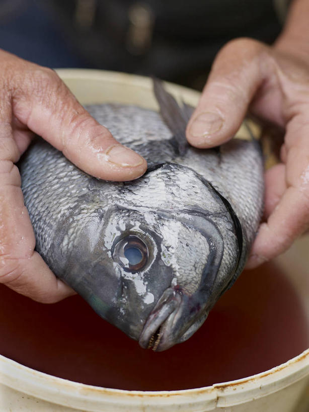 海鲜,西方人,手,一个人,竖图,室外,特写,白天,正面,欧洲,欧洲人,双手,仅一个男性,仅一个人,仅一个中年男性,一条,握,鱼,拿,拿着,水产,鱼类,海洋生物,手部,握着,水生动物,海产品,水生物,海底动物,男人,男性,中年男性,白种人,半身,彩图