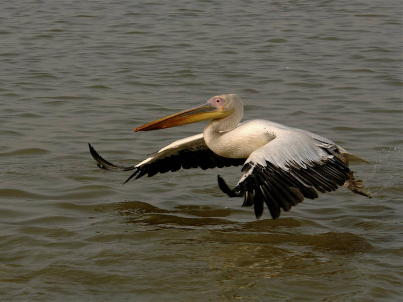 无人,横图,室外,白天,侧面,旅游,度假,河流,美景,水,鸟,非洲,塞内加尔,飞翔,伸展,张开,展翅,波纹,飞行,翅膀,鸟类,水鸟,河水,景观,水流,涟漪,翱翔,娱乐,飞,一只,倒影,水纹,自然,波浪,享受,休闲,景色,放松,倒映,自然风光,鹈鹕,张开翅膀,塘鹅,首府,水晕,塞内加尔共和国,西非,反照,展开翅膀,圣路易,彩图,全身,朱贾国家鸟类保护区,圣路易区