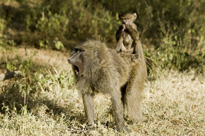 无人,家庭,公园,站,坐,横图,室外,白天,正面,旅游,度假,草地,草坪,美景,植物,野生动物,非洲,肯尼亚,阴影,朦胧,模糊,光线,狒狒,影子,景观,注视,娱乐,草,树,树木,绿色,阳光,自然,动物,观察,看,站着,两只,享受,休闲,温暖,温馨,一家人,景色,放松,可爱,活泼,生长,成长,观看,和睦,察看,国家公园,关注,自然风光,首府,阿非利加洲,东非狒狒,橄榄狒狒,绿狒狒,肯尼亚共和国,纳库鲁湖国家公园,裂谷省,纳库鲁,站立,坐着,彩图,全身,融洽