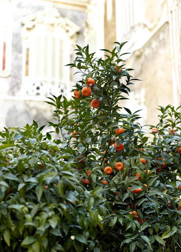 无人,家,宫殿,竖图,室外,白天,仰视,旅游,度假,名胜古迹,植物,标志建筑,地标,建筑,柑橘,水果,西班牙,欧洲,吊挂,悬挂,新鲜,遗迹,房屋,屋子,生食,食品,果实,果树,挂,古迹,文物,娱乐,建设,古建筑,楼房,住宅,树,树木,食物,绿色,自然,享受,休闲,旅游胜地,放松,有机食品,绿色食品,生长,成长,宫廷,南欧,橘子树,古文明,西班牙王国,王宫,瓦伦西亚,巴伦西亚,瓦伦西亚自治区,柑桔,橘子,桔子,彩图,低角度拍摄,房子,皇宫,大红蜜橘,大红袍,红橘,黄橘,宽皮橘,桔子树