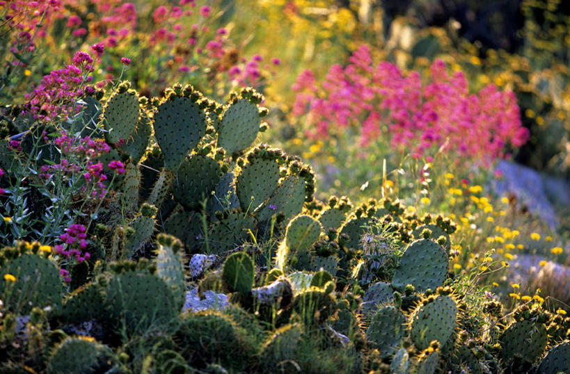无人,横图,室外,白天,正面,美景,植物,仙人球,仙人掌,法国,欧洲,阴影,朦胧,模糊,盛开,光线,火焰,影子,景观,草药,花蕾,中药,花,花瓣,花朵,鲜花,阳光,自然,花苞,花蕊,景色,西欧,法兰西,自然风光,药材,中草药,中药材,本草,法兰西共和国,牛舌头,法兰西第五共和国,普罗旺斯.阿尔卑斯.蓝色海岸,普罗旺斯.阿尔卑斯.蓝色海岸大区,罗讷河口省,罗讷河口,草球,玉芙蓉,仙巴掌,火掌,长盛球,霸王树,彩图,阿洛,马赛区