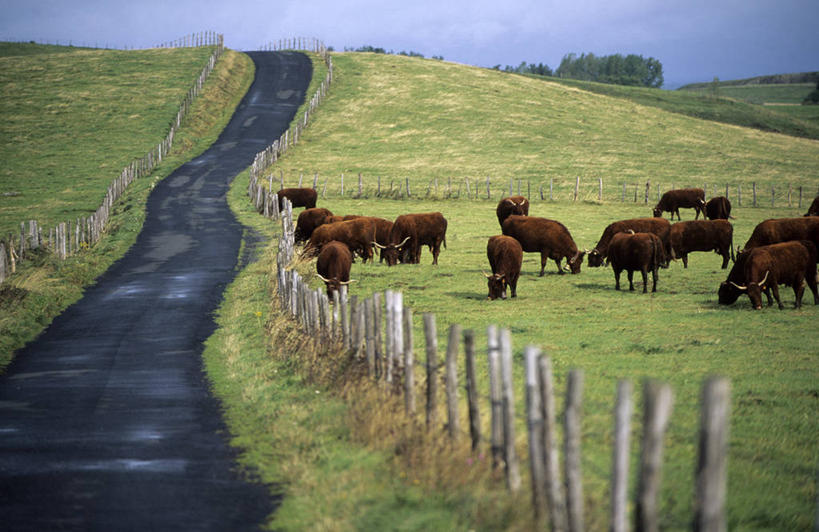 无人,农场,栏杆,站,吃,横图,室外,白天,正面,畜牧业,牧场,草地,草坪,美景,树林,植物,道路,路,牛,法国,欧洲,阴影,光线,影子,景观,围栏,小路,交通,注视,护栏,草,树,树木,绿色,天空,阳光,自然,动物,天,低头,观察,看,站着,家畜,景色,牲畜,生长,成长,观看,察看,西欧,关注,法兰西,自然风光,畜牧,法兰西共和国,牧业,法兰西第五共和国,垂头,中央大区,康塔勒,康塔勒省,嚼,食,站立,半身,彩图