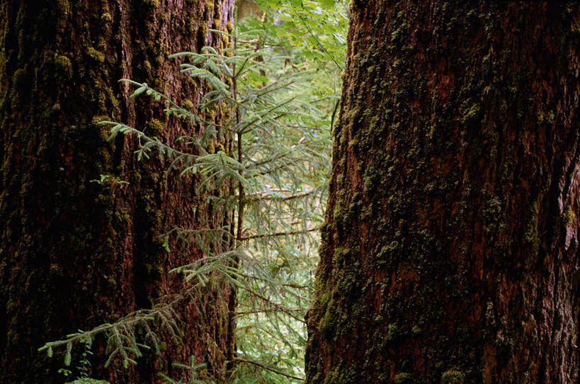 无人,横图,室外,白天,正面,旅游,度假,美景,森林,树林,植物,华盛顿,美国,阴影,光线,影子,景观,娱乐,树,树木,绿色,阳光,自然,享受,休闲,景色,放松,生长,成长,北美,北美洲,自然风光,美洲,华盛顿州,常绿之州,常青州,北亚美利加洲,亚美利加洲,彩图