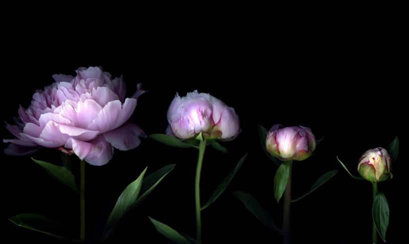 无人,横图,叶子,黑色背景,盛开,茎,花蕾,花,花瓣,花朵,鲜花,粉色,自然,花苞,花蕊,四个,摄影,生长,脆弱,牡丹,彩图,影棚拍摄