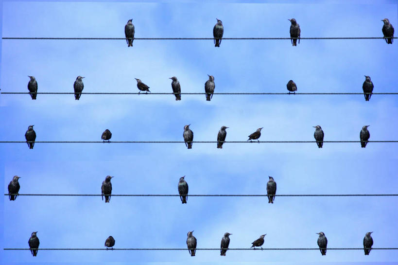 无人,横图,室外,白天,仰视,重复,野生动物,德国,一排,一群,许多,整齐,鸟类,云,很多,排列,摄影,栖息,队列,八哥,黑森州,一致,彩图,低角度拍摄,电力线