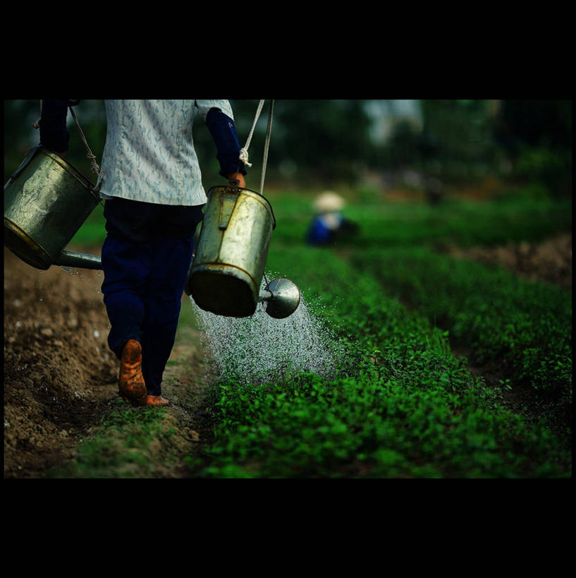 两个人,竖图,室外,白天,农业,植物,越南,朦胧,模糊,喷壶,拿着,休闲装,浇水,自然,赤脚,摄影,生长,园林,部分,关爱,清新,步行,彩图