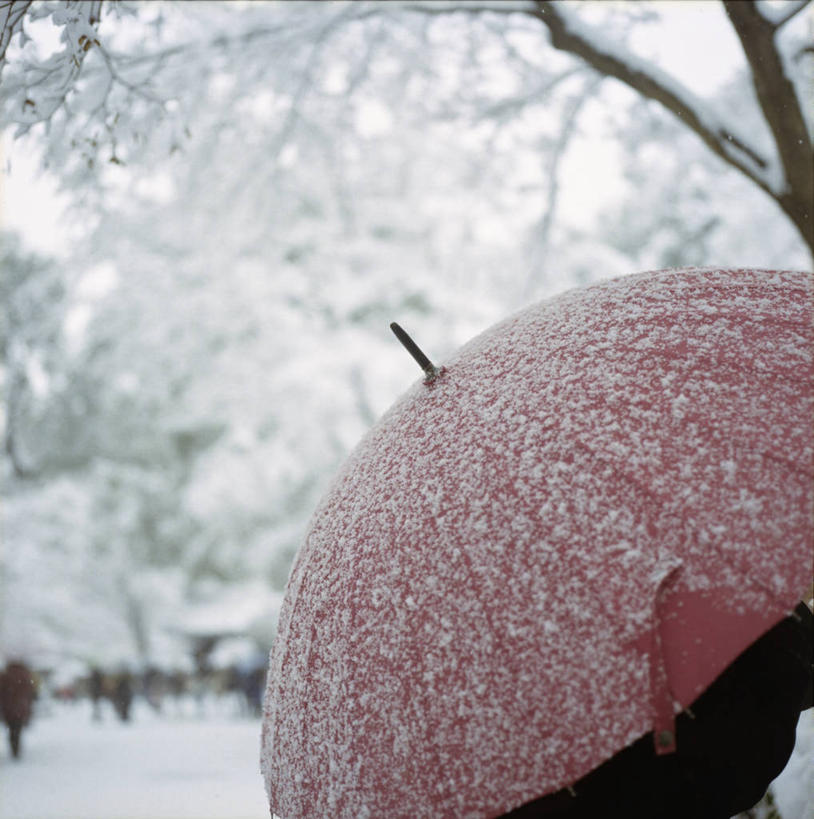 一个人,竖图,室外,白天,雪,街道,日本,朦胧,模糊,伞,下雪,天气,红色,自然,寒冷,摄影,京都府,保护,彩图