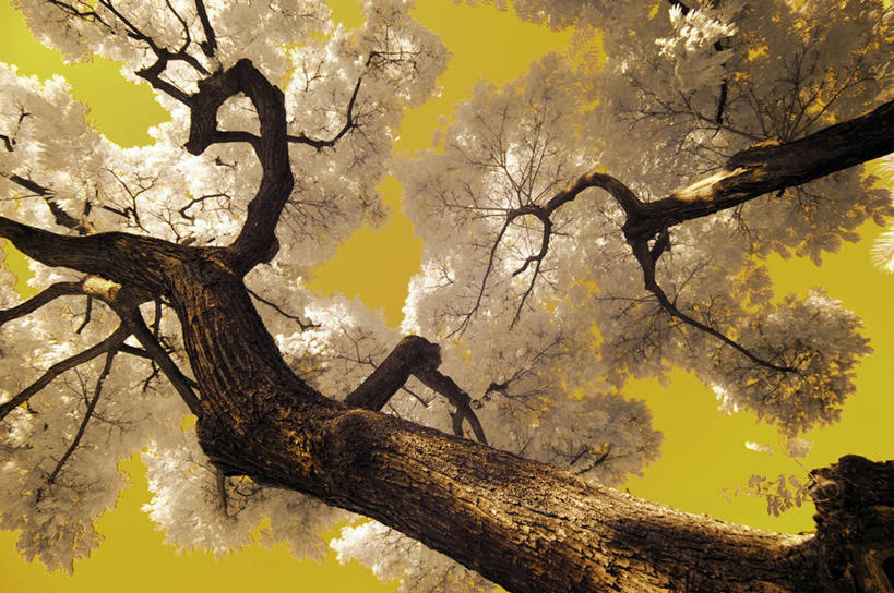 无人,公园,横图,室外,白天,仰视,美景,日光,菲律宾,景观,树干,风景,自然,景色,摄影,宁静,自然风光,金合欢树,彩图,低角度拍摄,马卡蒂