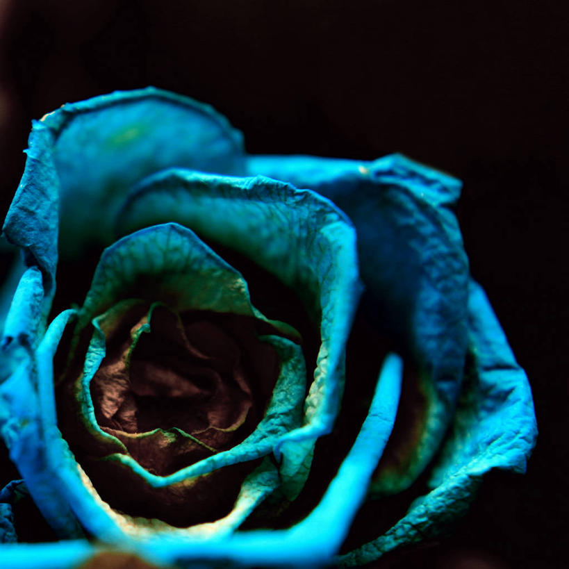 无人,方图,特写,玫瑰,日本,堆积,黑色背景,盛开,花蕾,花,花瓣,花朵,鲜花,一朵,蓝色,花苞,花蕊,摄影,风化,脆弱,结束,风蚀,石化,风蚀地貌,岩石层,岩石,彩图,影棚拍摄,掉色