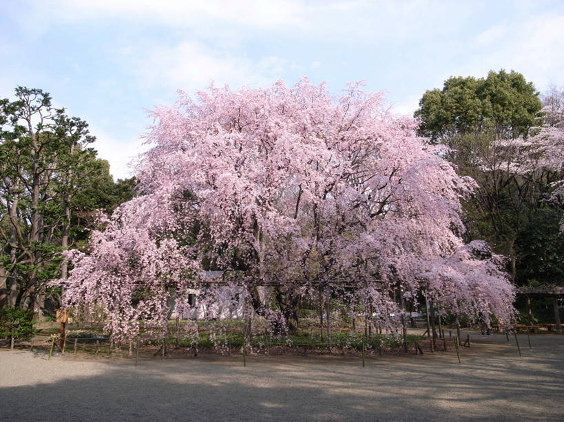 无人,横图,室外,白天,美景,路,樱花,东京,日本,阴影,日本文化,景观,云,首都,樱桃树,花,树,自然,景色,摄影,宁静,脆弱,清新,自然风光,彩图,文京区