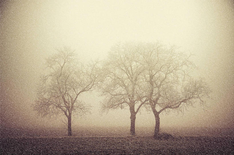 无人,横图,室外,白天,雪,雾,法国,冬天,下雪,树,自然,寒冷,摄影,宁静,彩图