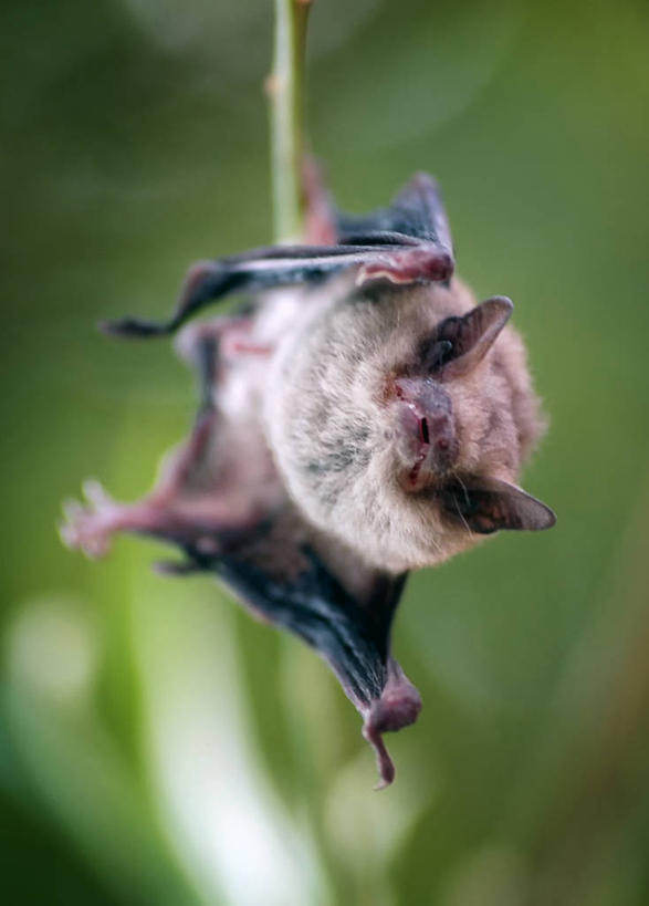 无人,竖图,室外,特写,白天,蝙蝠,哺乳动物,野生动物,西班牙,吊挂,悬挂,挂,动物,摄影,塔拉戈纳省,彩图