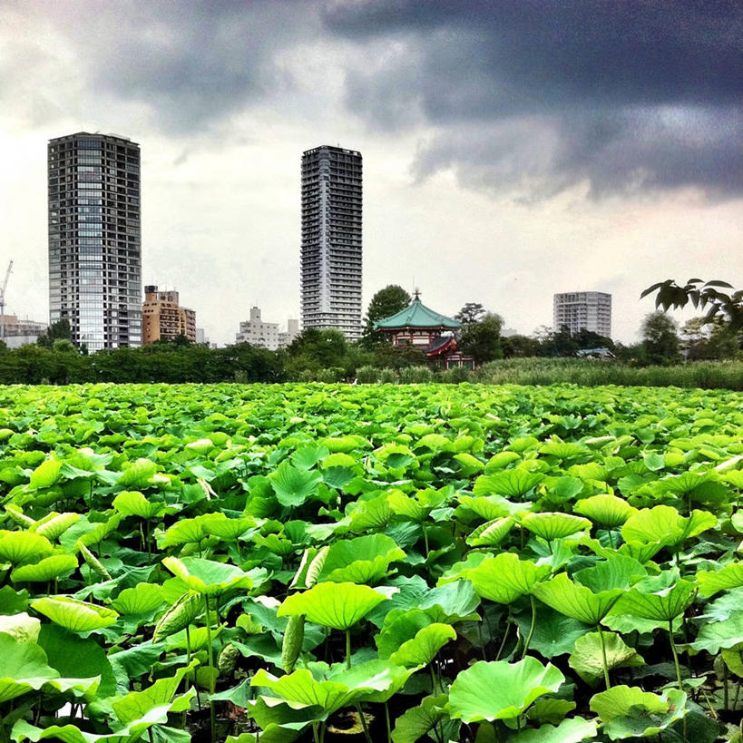 无人,公园,方图,室外,白天,建筑,摩天大楼,莲花,睡莲,东京,日本,池塘,云,首都,树,绿色,天空,自然,摄影,生长,宁静,台东区,彩图,上野公园