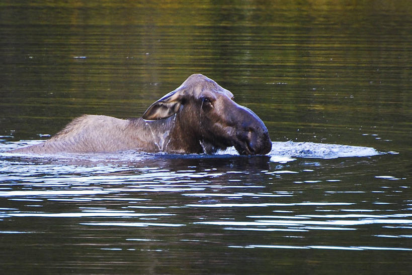 无人,横图,室外,白天,湖,野生动物,美国,湿,反射,摄影,驼鹿,彩图