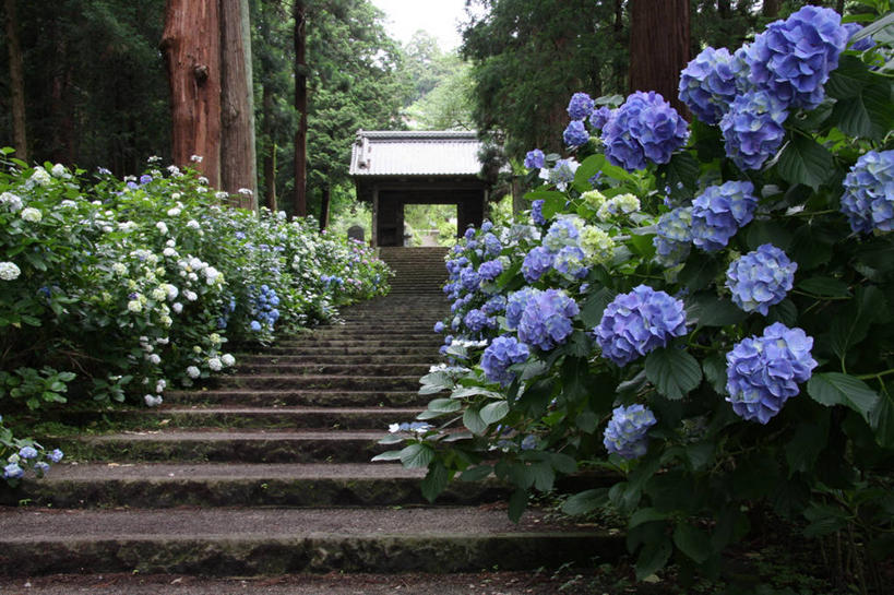 无人,横图,室外,白天,骄傲,楼梯,八仙花,日本,盛开,花蕾,花,花瓣,花朵,鲜花,树,自然,花苞,花蕊,绣球花,摄影,宗教,生长,紫阳花,洋绣球,枥木县,草绣球,斗球,七变化,粉团花,善变,彩图