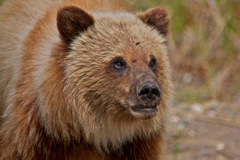 无人,横图,室外,特写,白天,野生动物,加拿大,摄影,大不列颠哥伦比亚,棕熊,彩图