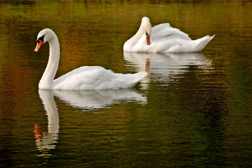 游泳,无人,横图,室外,白天,侧面,湖,野生动物,天鹅,罗马尼亚,反射,鸟类,自然,动物,两只,摄影,克卢日纳波卡,彩图