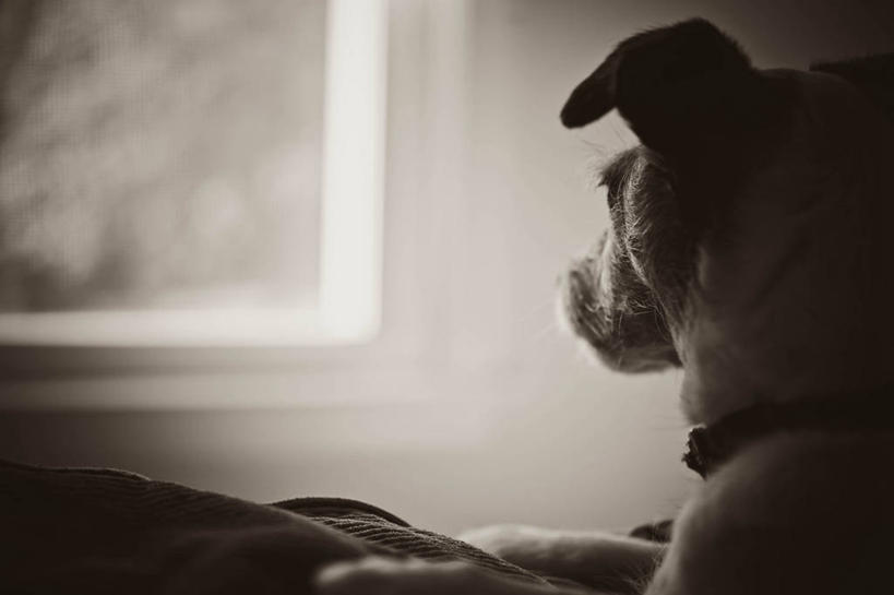 无人,横图,室内,白天,窗户,宠物,狗,美国,梗犬,注视,观察,看,家畜,摄影,观看,察看,关注,彩图,好奇心