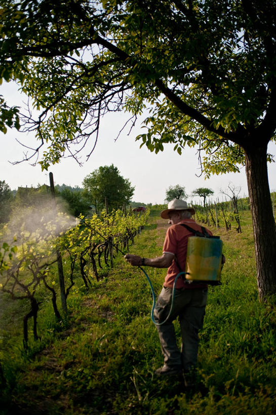 成年人,老年人,一个人,站,竖图,室外,白天,机器,帽子,意大利,仅一个男性,仅一个人,一排,喷,整齐,拿着,休闲装,草,树,排列,天空,自然,藤蔓,仅一个老年男性,机械,摄影,生长,宁静,队列,喷雾器,藤蔓植物,老年男性,男人,男性,彩图,亚历山德里亚省,独处