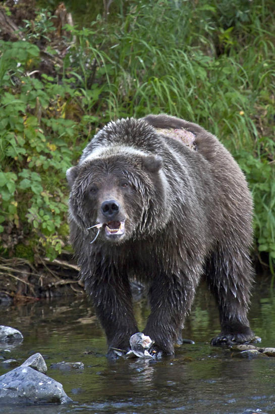 无人,吃,竖图,室外,白天,河流,水,野生动物,熊,美国,捕食,树,动物,两只,摄影,肖像,棕熊,彩图