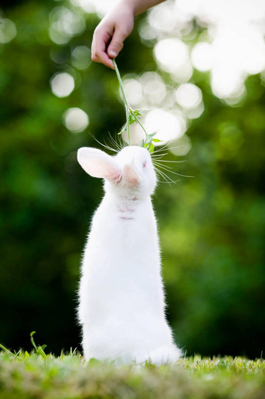 手,一个人,吃,竖图,室外,白天,宠物,美国,小的,三叶草,拿着,草,白色,人体,摄影,部分,关爱,家兔,喂养,彩图