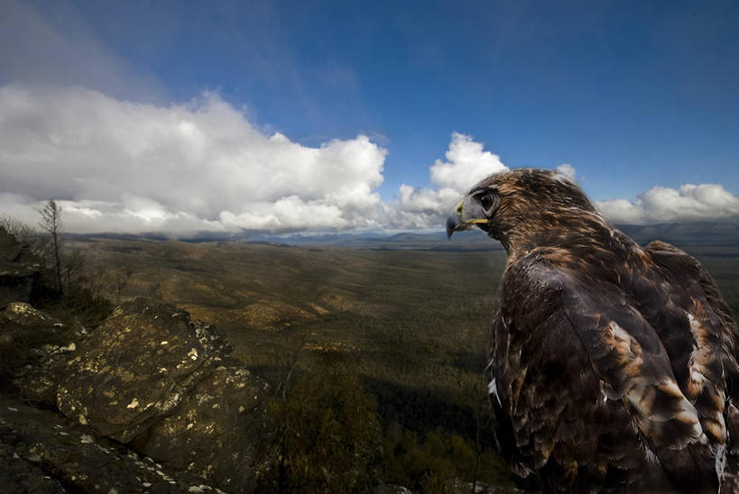 无人,横图,室外,特写,白天,野生动物,澳大利亚,鸟类,地形,云,天空,摄影,岩石,老鹰,彩图