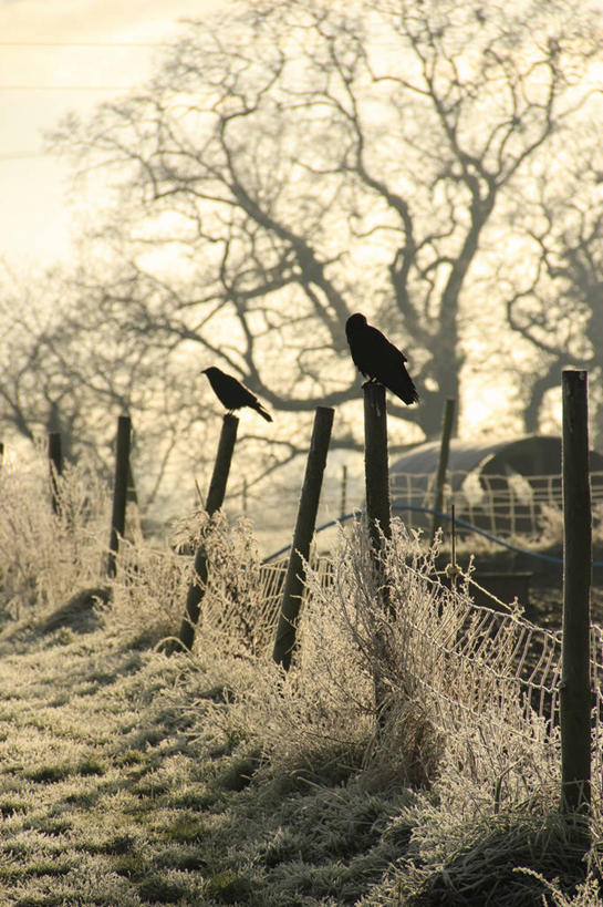 无人,竖图,室外,白天,雪,植物,野生动物,英国,鸟类,篱笆,霜,杆,自然,动物,两只,休息,寒冷,摄影,保护,乌鸦,彩图