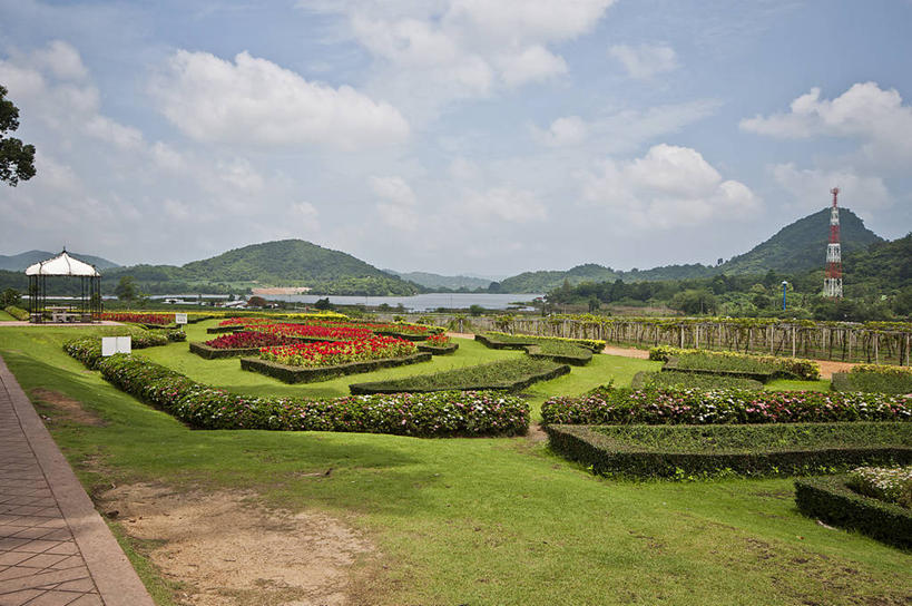 无人,农场,横图,室外,白天,旅游,度假,美景,山,植物,泰国,地形,景观,云,草药,药草,娱乐,葡萄园,中药,风景,天空,自然,享受,休闲,景色,放松,摄影,宁静,自然风光,药材,中草药,中药材,本草,芭堤雅,彩图,白根子,牛肚根,沙参儿,山菜根,山马踏菜根,土参,银柴胡,银胡