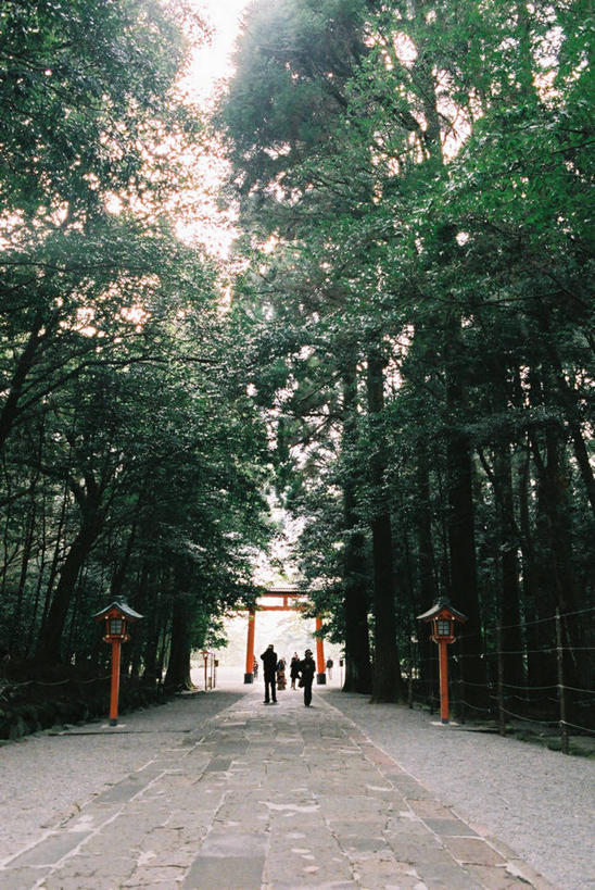 竖图,室外,白天,植物,日本,日本文化,鸟居,树,树木,绿色,自然,摄影,宗教,佛教,生长,成长,神殿,彩图