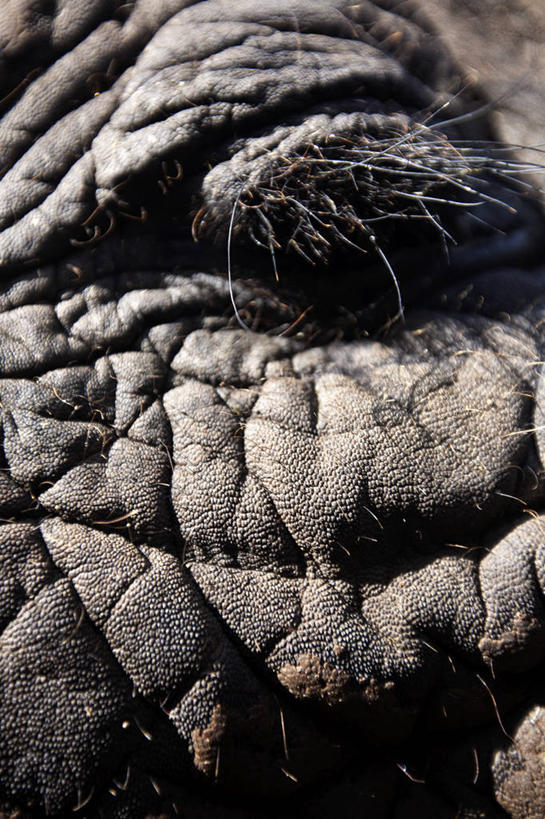 皱纹,无人,竖图,室外,特写,白天,野生动物,美国,摄影,部分,加利福尼亚,象,彩图