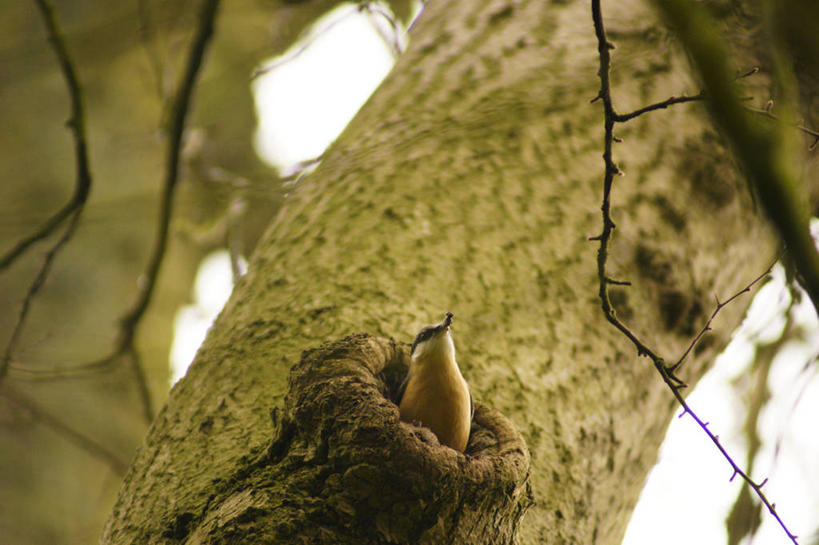 无人,横图,室外,白天,植物,野生动物,英国,鸟类,鸟巢,枝,树,树干,树木,绿色,天空,自然,摄影,生长,成长,泥,赫里福德郡,彩图