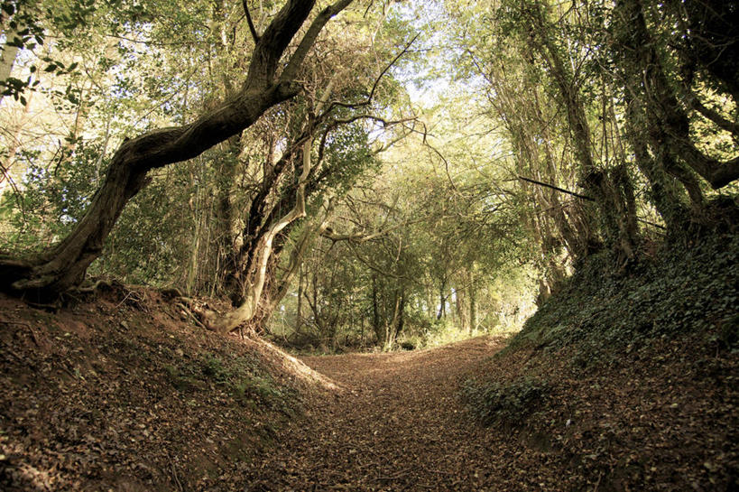 无人,横图,室外,白天,森林,叶子,日光,英国,草,树,树干,自然,摄影,宁静,赫里福德郡,彩图,单行道,林荫大道