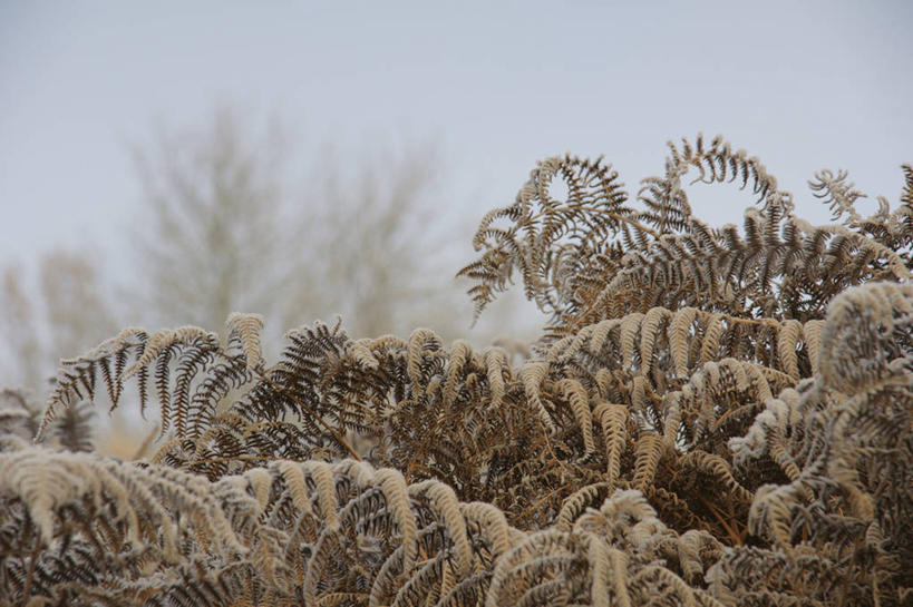 无人,横图,室外,白天,英国,冬天,自然,寒冷,摄影,生长,赫里福德郡,欧洲蕨,彩图