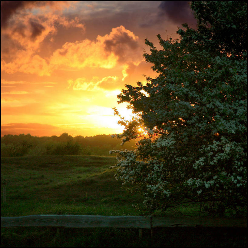 无人,方图,室外,日落,森林,太阳,荷兰,云,树,自然,山楂树,摄影,生长