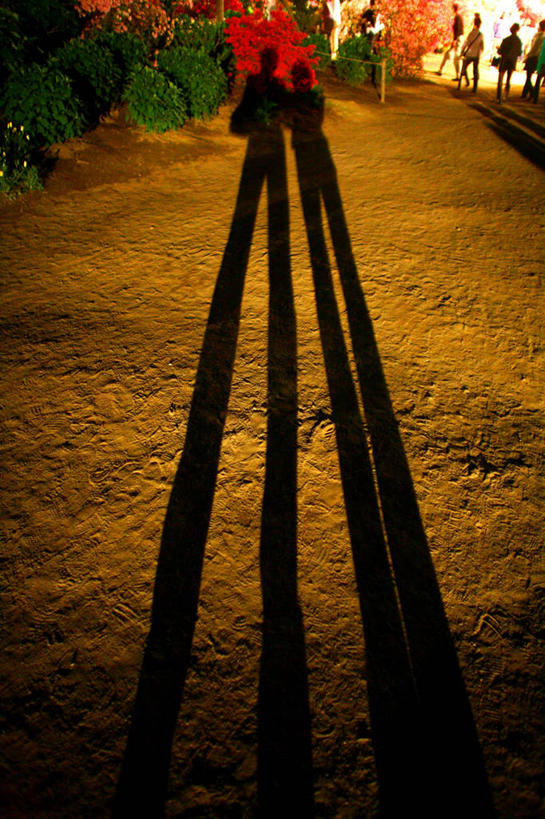 成年人,两个人,站,竖图,室外,白天,日光,日本,阴影,并排,关东地区,摄影,东亚,枥木县,异性恋,男人,男性,女人,女性,爱,伴侣,挨着