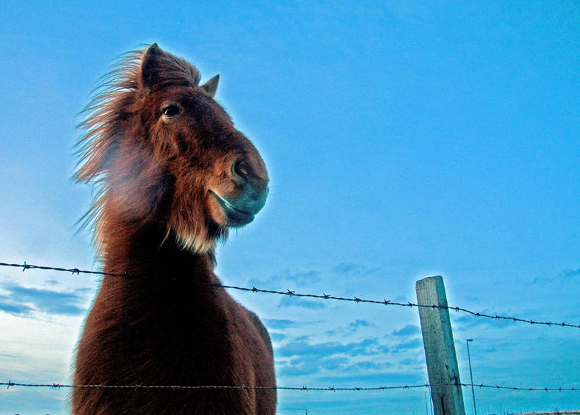 无人,横图,室外,白天,仰视,马,欧洲,冰岛,栅栏,篱笆,褐色,天空,动物,家畜,摄影,金属丝,北欧,冰岛共和国,半身,低角度拍摄,带刺铁丝网