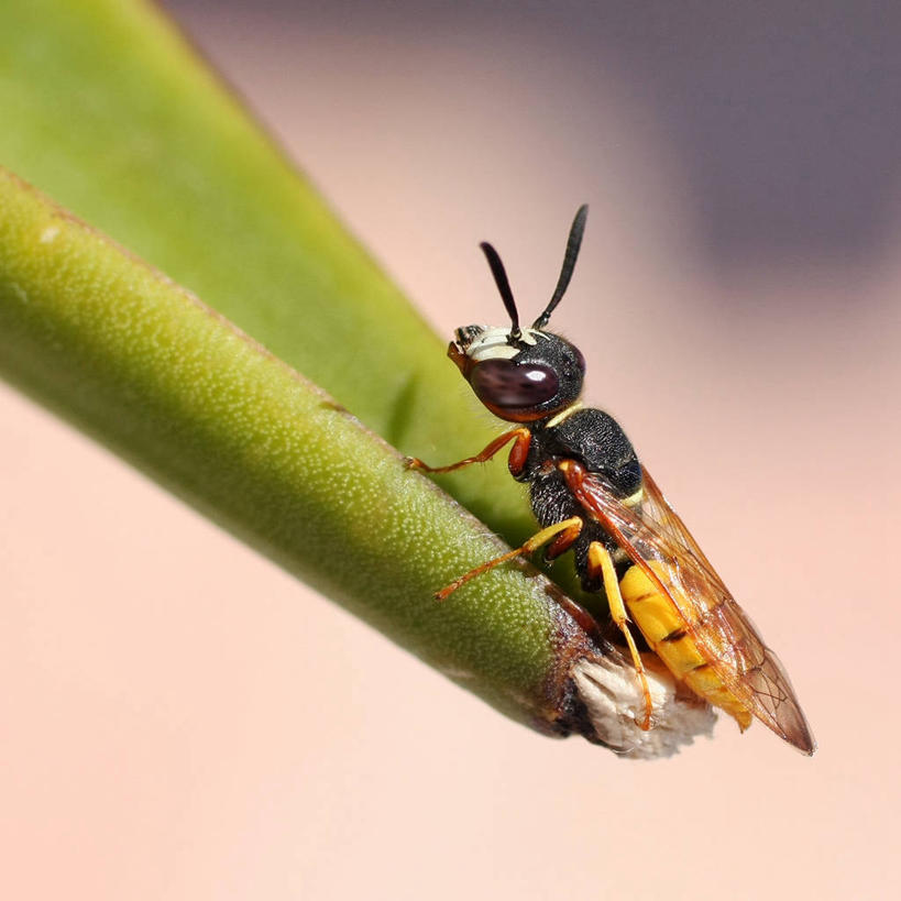 无人,方图,室外,特写,白天,植物,野生动物,叶子,西班牙,昆虫,一个,自然,动物,摄影,单个,环境,节肢动物,黄蜂,益虫,伊比利亚半岛