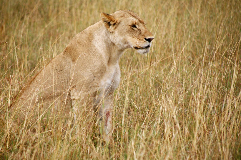 无人,坐,横图,室外,白天,侧面,野生动物,狮子,肯尼亚,草,自然,动物,摄影,环境,东非,马赛马拉,马赛马拉国家保护区