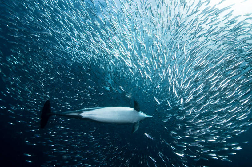 西方人,无人,横图,室外,白天,海洋,水,海豚,野生动物,欧洲,非洲,南非,黑人,欧洲人,一群,许多,丰富,鱼群,捕食,很多,鱼类,自然,摄影,沙丁鱼,环境,进攻,咸水鱼,鲸类,体育活动,非洲人
