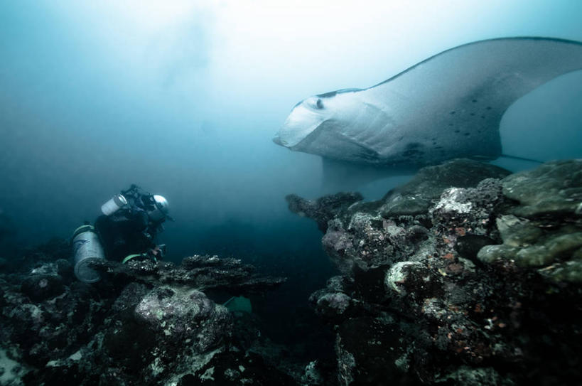 游泳,脸,头,脸颊,一个人,横图,室外,白天,仰视,运动服,探险,水下,野生动物,密克罗尼西亚,朦胧,模糊,粗糙,珊瑚,鱼类,肩膀,自然,动物,氧气瓶,探索,潜水,摄影,环境,毛糙,魟,刺胞动物,太平洋岛屿,冒险,头部,脸部,脸蛋,面部,休闲活动,低角度拍摄,呼吸装置,粗拙,水肺潜水