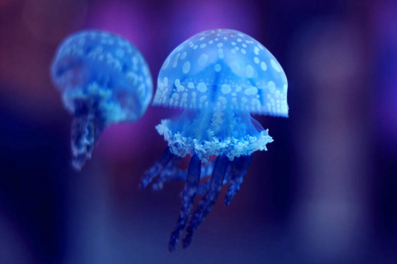 游泳,无人,横图,室内,水下,野生动物,日本,首都,水族馆,动物,两只,摄影,东亚,刺胞动物,港区,六本木,水母
