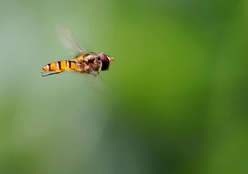无人,横图,室外,白天,美景,野生动物,德国,昆虫,庭院,景观,半空,飞,绿色,自然,动物,景色,摄影,环境,自然风光,益虫,中欧,法兰克福,黑森州,食蚜蝇
