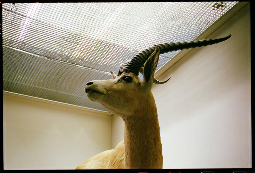 无人,站,横图,室内,白天,野生动物,英国,欧洲,伦敦,羚羊,网,墙,首都,动物,看,摄影,西欧,北欧,鹿角,大不列颠,瞪羚,大不列颠及北爱尔兰联合王国,大不列颠及爱尔兰联合王国,雾都,大不列颠王国,大英帝国,联合王国,日不落帝国