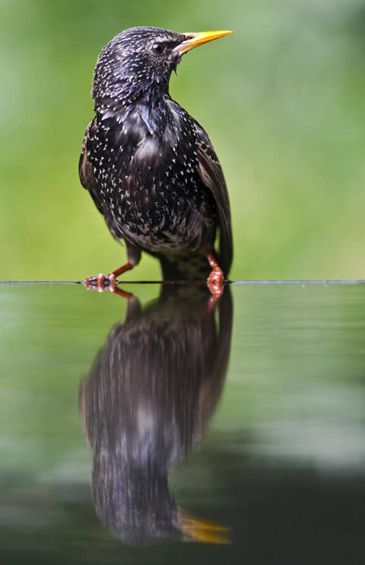 无人,站,竖图,室外,白天,野生动物,反射,水面,摄影,八哥,匈牙利共和国,彩图