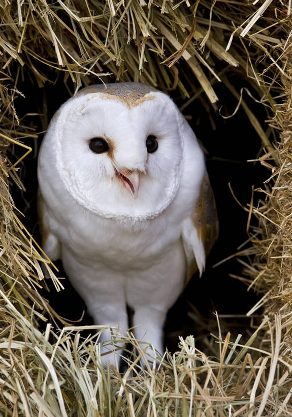 无人,站,竖图,白天,正面,自由,纯洁,美景,猫头鹰,野生动物,英国,鸟巢,景观,稻草,干草,白色,自然,动物,景色,可爱,童年,童趣,摄影,自然风光,北欧,童真,烂漫,无邪,谷仓枭,天真,彩图